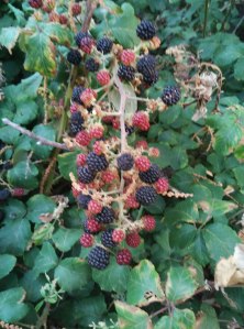 IMG_20150805_091138