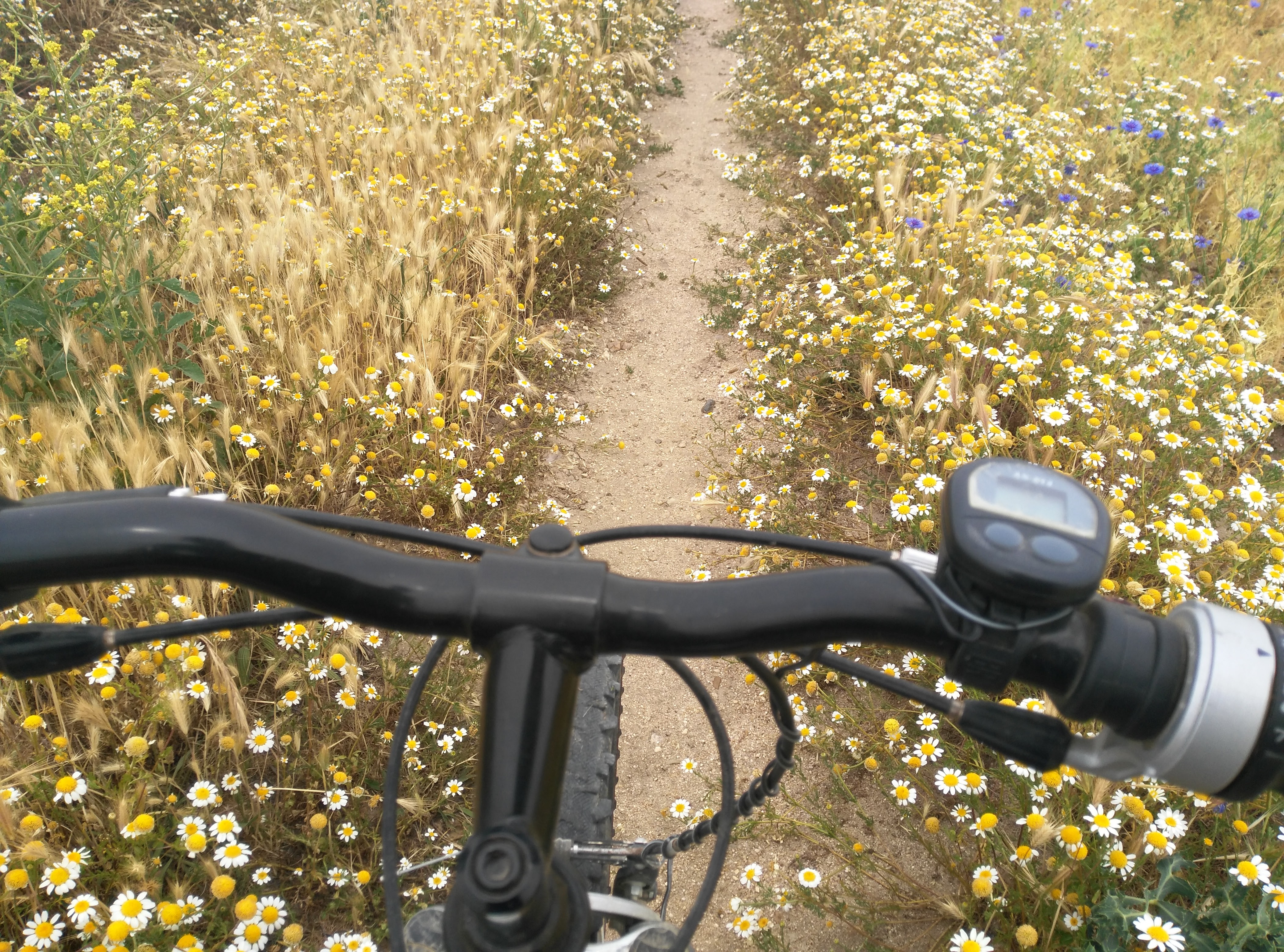 IMG_20160605_131735 (1)