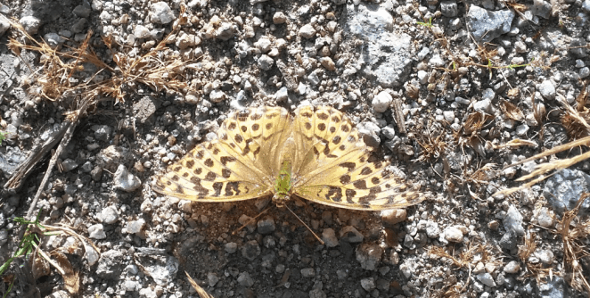 Captura de pantalla 2018-08-08 a las 19.19.50